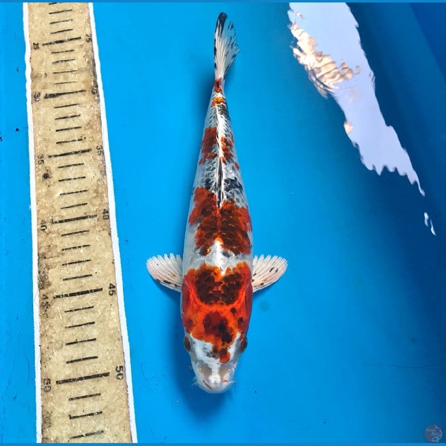 sochikubai 25cm