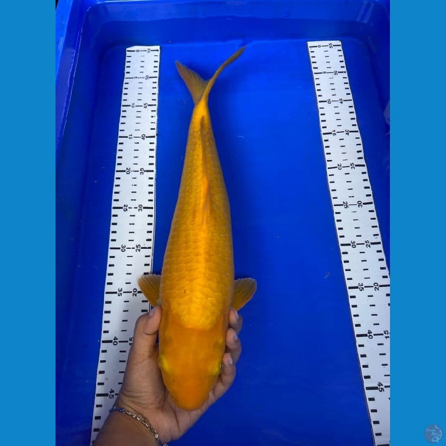 karasi jumbo 42 cm