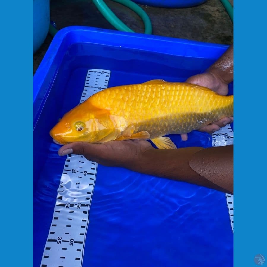 karasi jumbo 42 cm