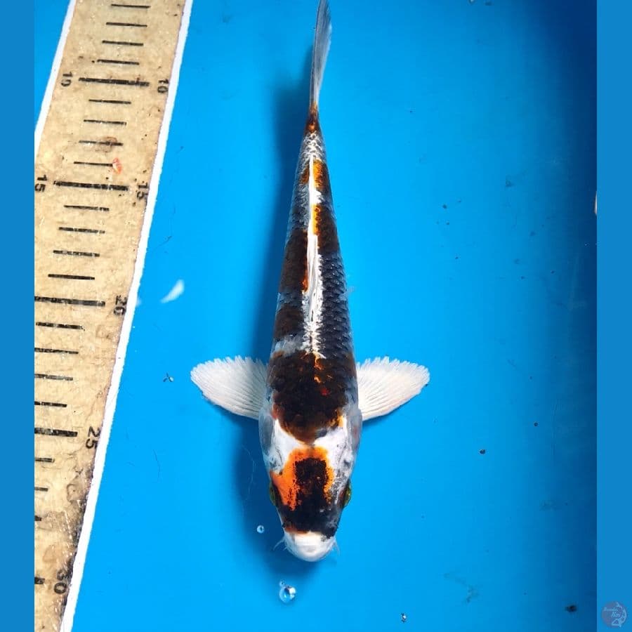kabuto pola 20cm