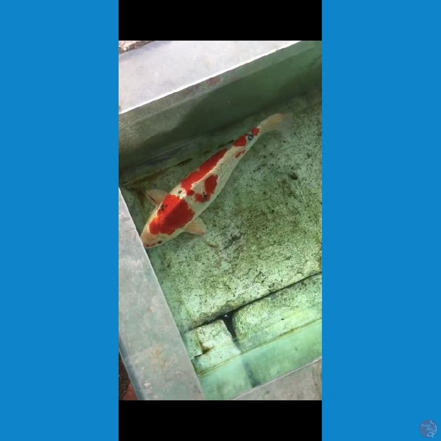 YAMATONISHIKIGOI 60BU