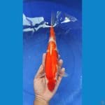 KOHAKU ORIGINAL | 34cm Fm