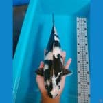 SHIRO SQ 35CM FEMALE