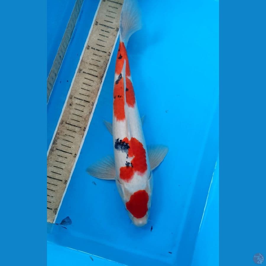 sanke m 40cm