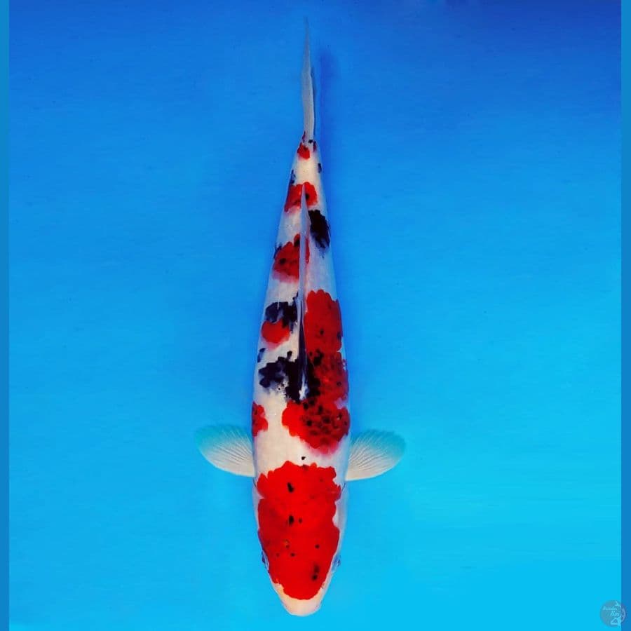KENZEI 2 ~ Sanke Ai Goromo 39 cm/male ™