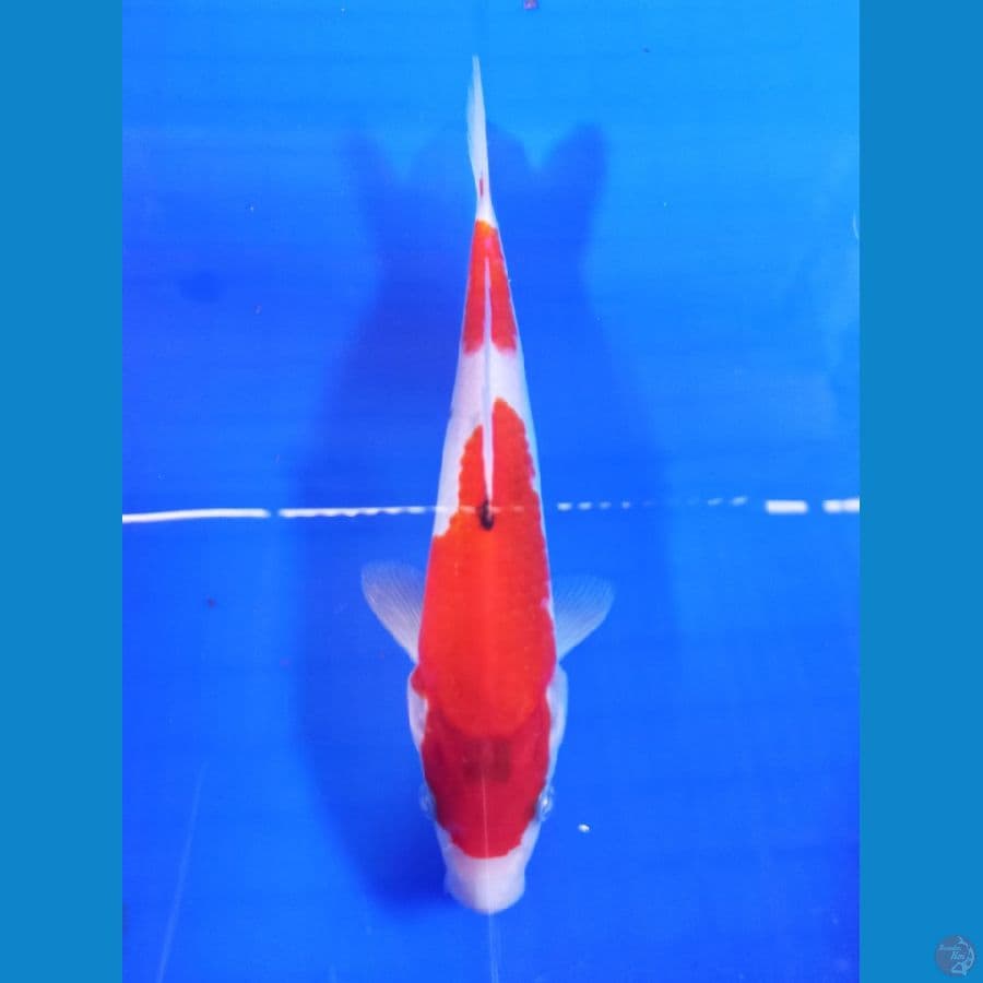 showa 20cm