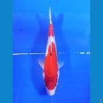 showa 20cm
