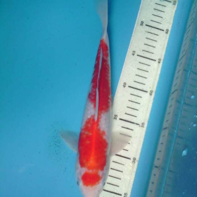 Kohaku Ginrin