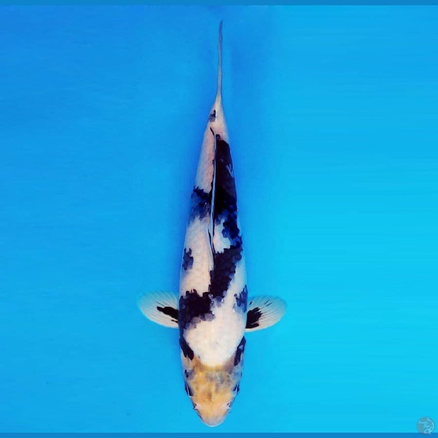 KENZEI 9 ~ Shiro Evo 32 cm/male ™