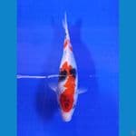 showa 23cm