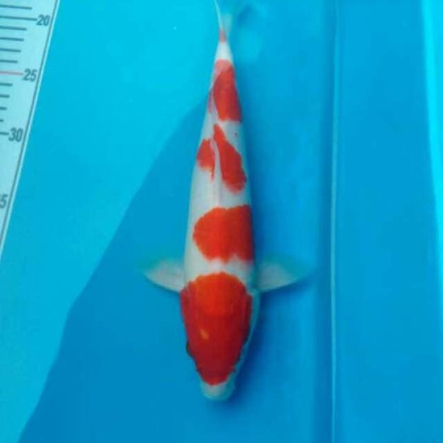 Kohaku.4 step,sisik.size.31bu