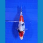 showa 23cm