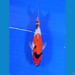 showa 20cm
