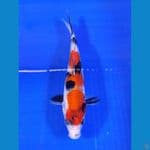 showa 20cm
