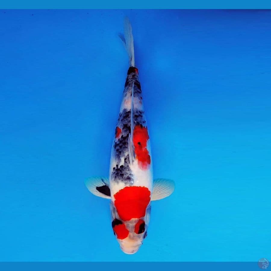 KENZEI 15 ~ Kage Showa 32 cm/male ™