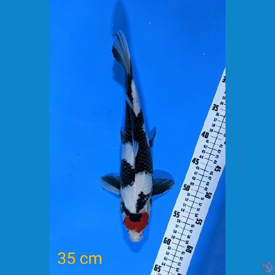 TANCHO SHOWA 35 CM