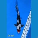 TANCHO SHOWA 35 CM 
