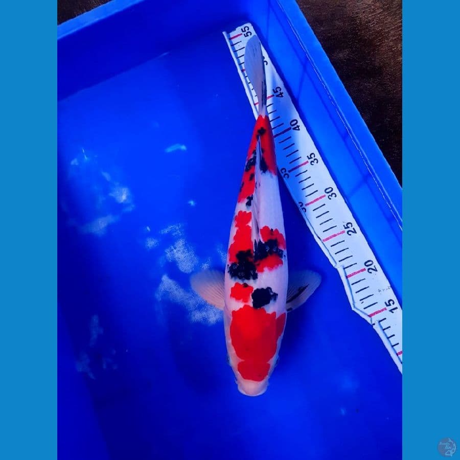 Shanke male 39cm SQ original