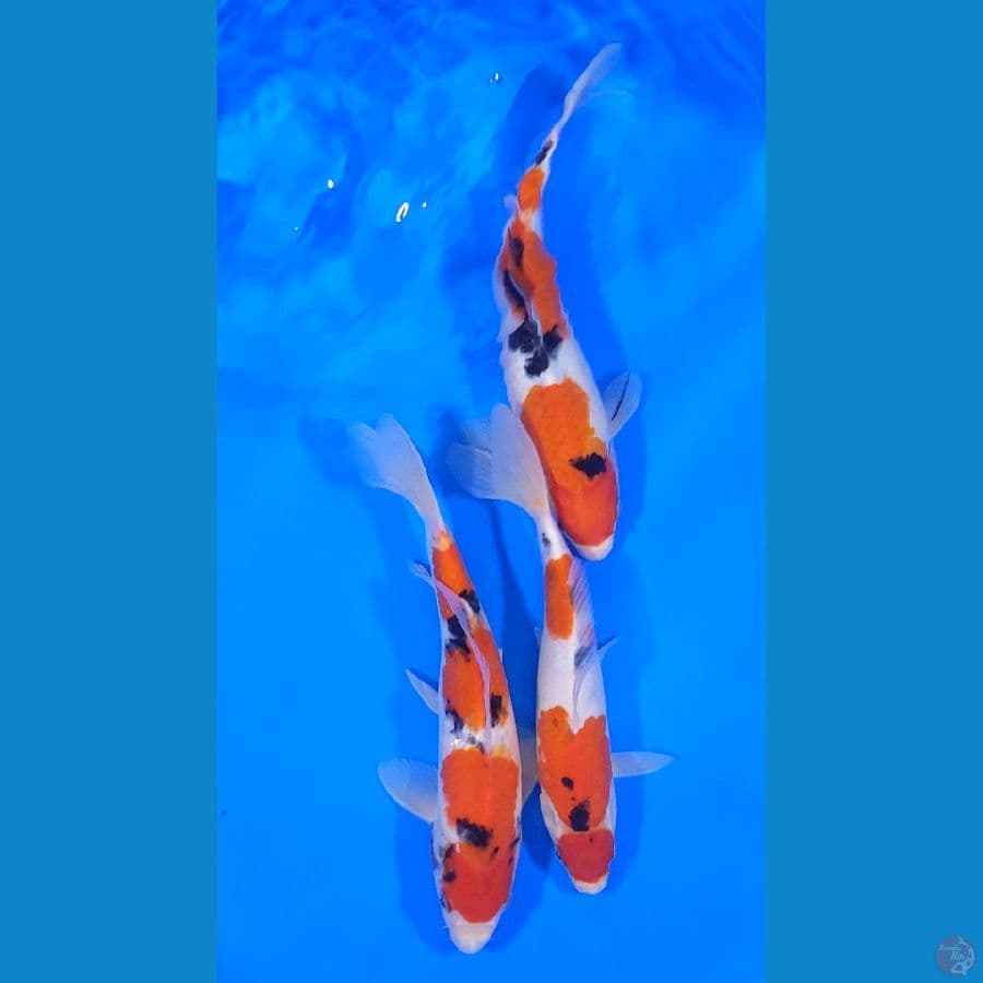 sanke ukur 25 cm 
