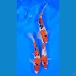 sanke ukur 25 cm 