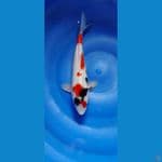 showa male 29cm