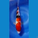 showa 32cm 
