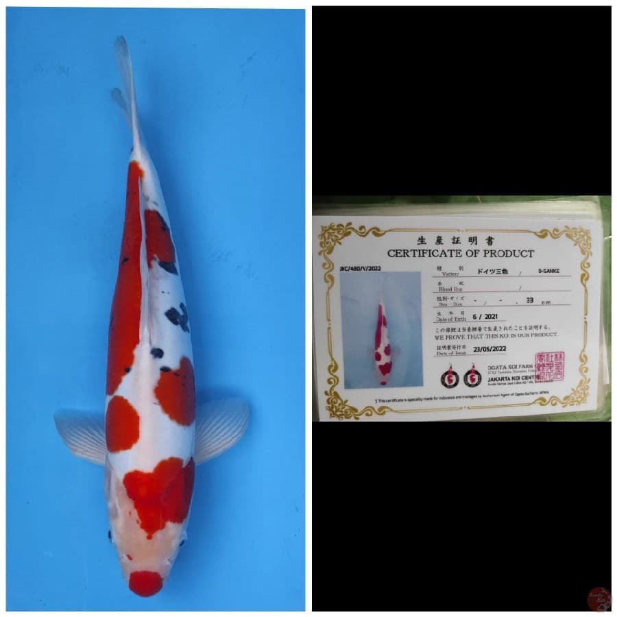 Ogata Sanke Doitsu 
