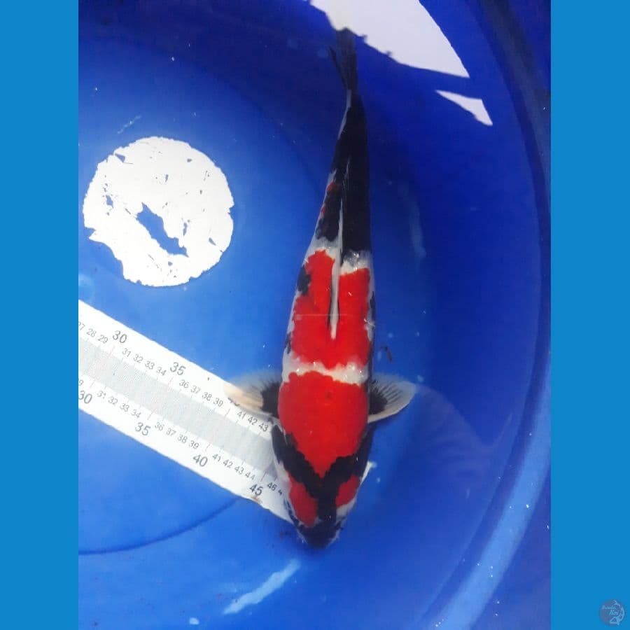Istimewa-kepala Petir-Motogoro Imbang. 39cm
