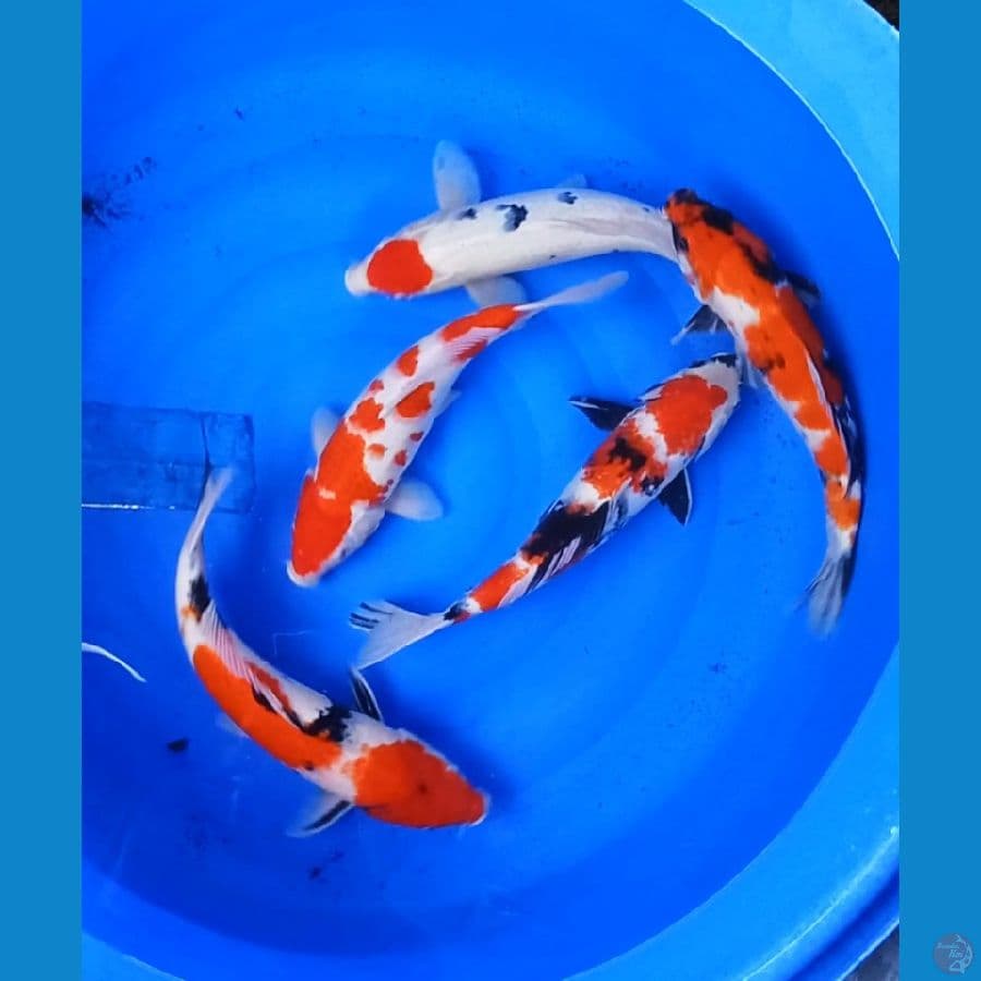 JUMBOAN -+39-45 CM