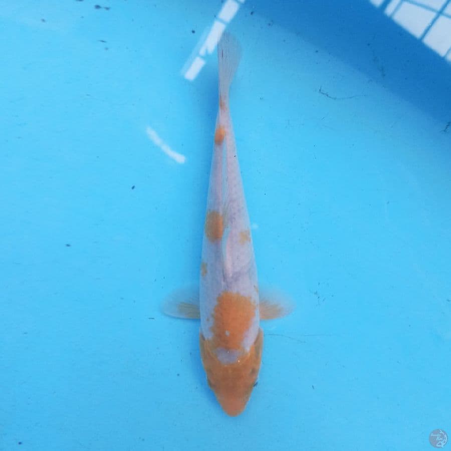 Sabhi Koyo 24 cm