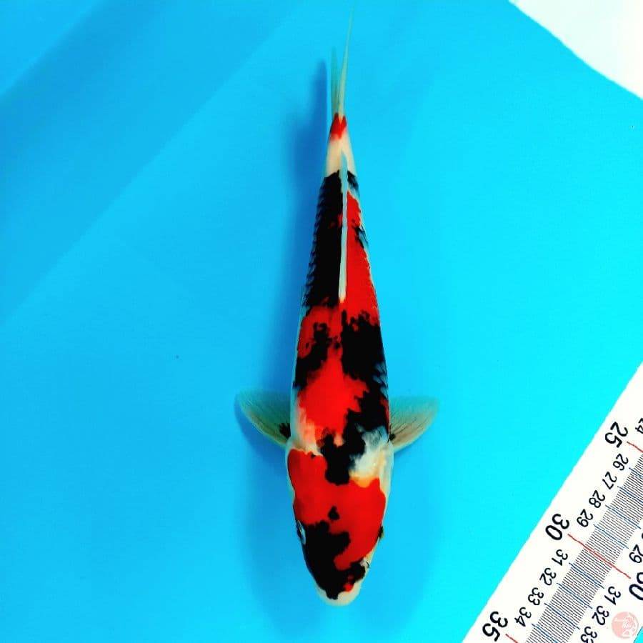 SHOWA// ML/29 CM 