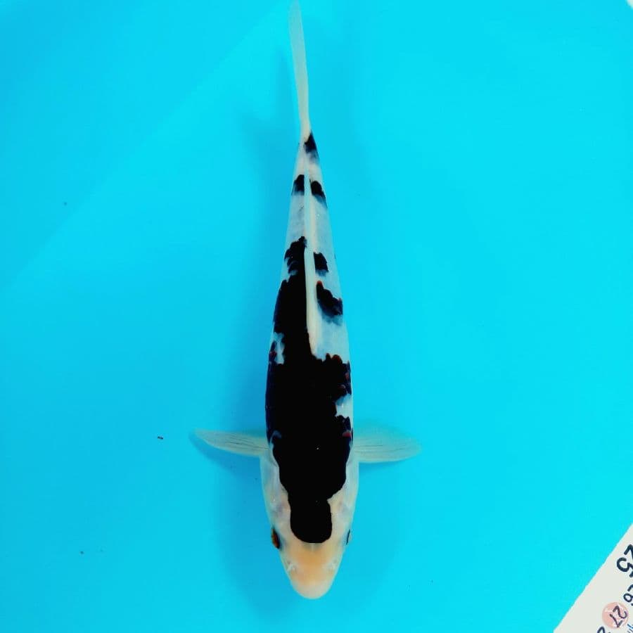 GOROMO//ML/24 CM