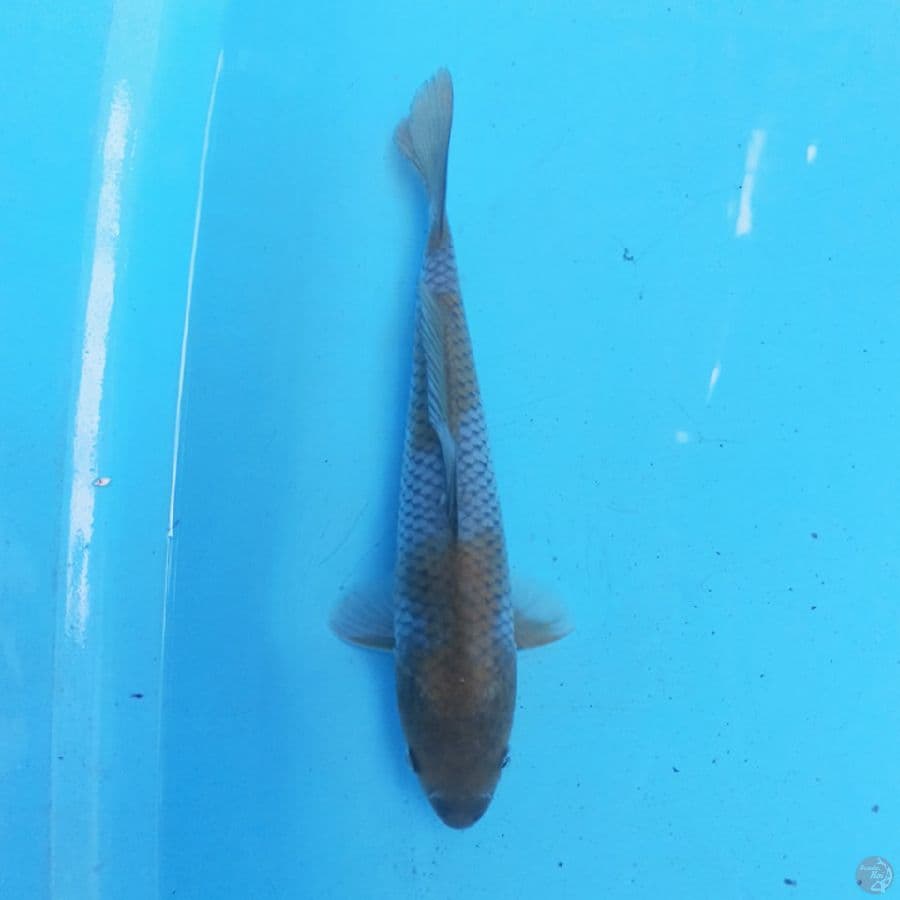 Ochiba 24 cm