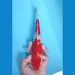 KOHAKU HQ 24CM~STRONG*