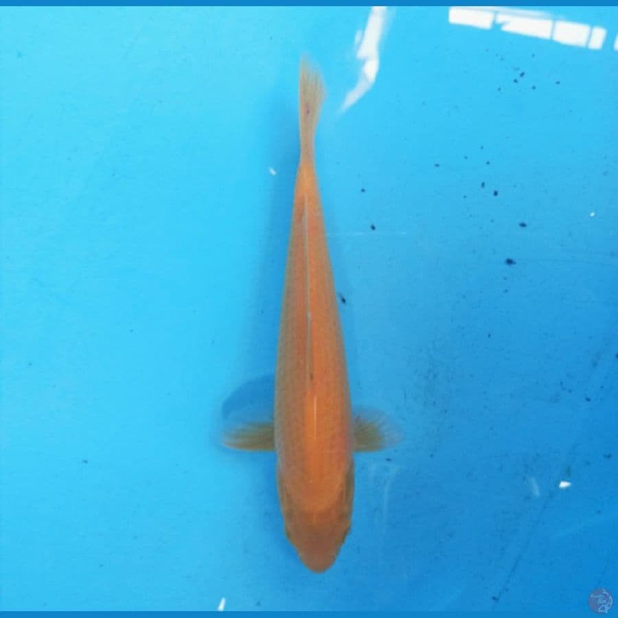 Karashi 24 cm