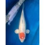 Tc hariwake ginrin fm 50