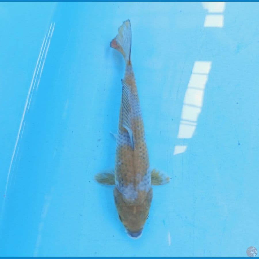 Ochiba 20 cm
