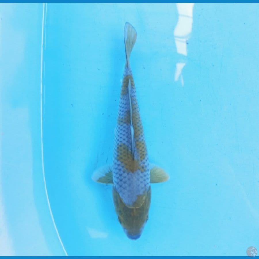 Ochiba 20 cm