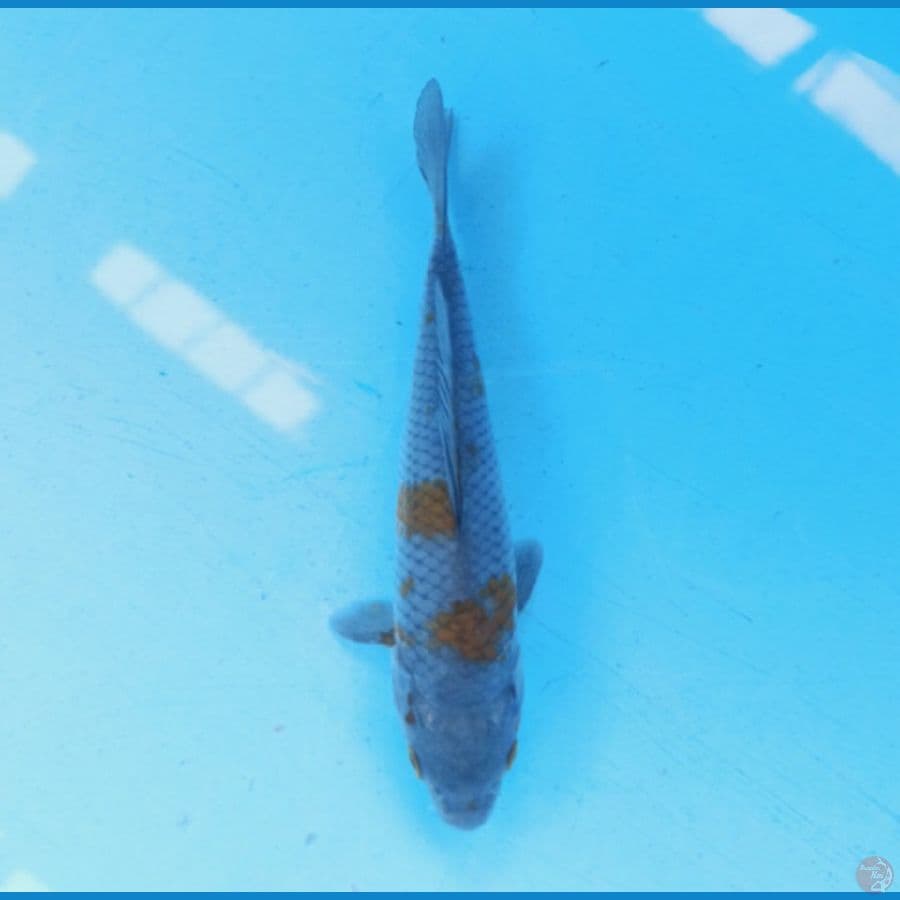 Ochiba 14 cm