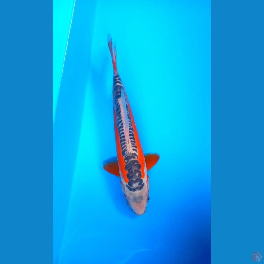 SQ Shusui 27Cm Male