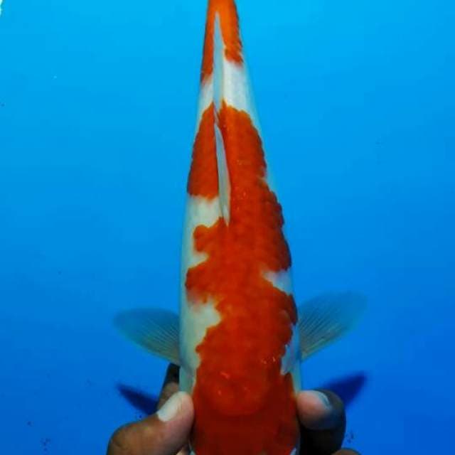 Kohaku 2
