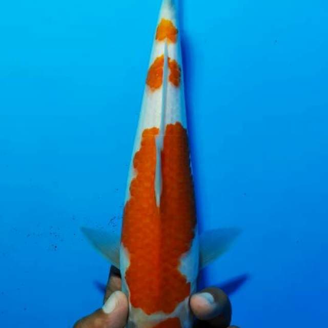 Kohaku3