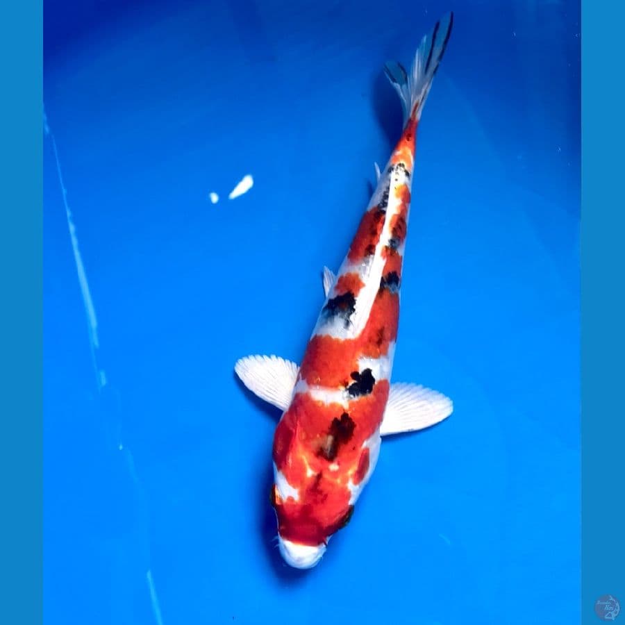 heisei nishiki 23cm