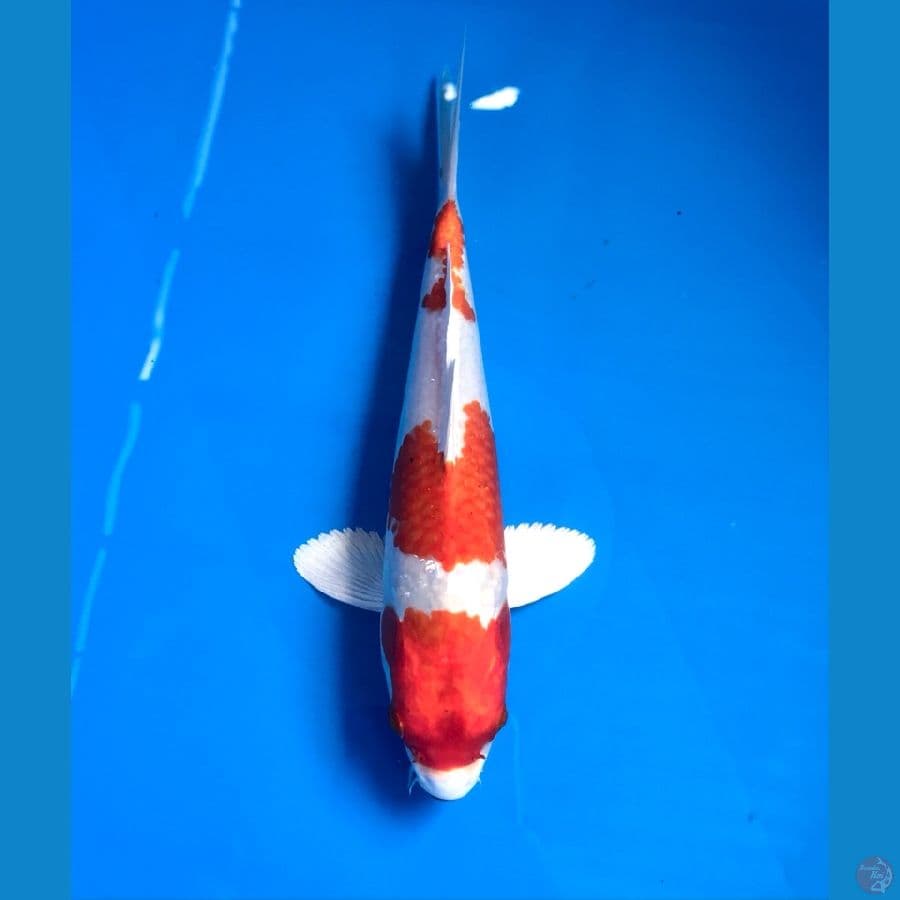 sakura ogon 22cm