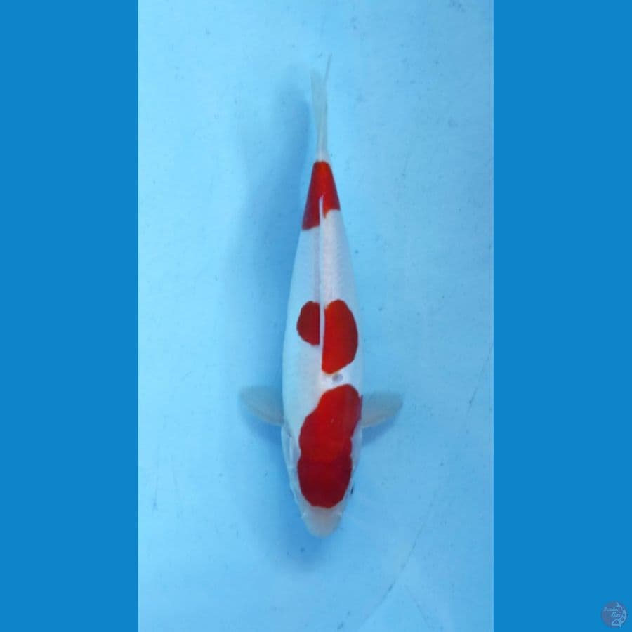 DOITSU 25CM