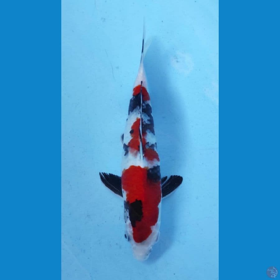 SHOWA 25CM