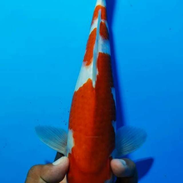 Kohaku 5