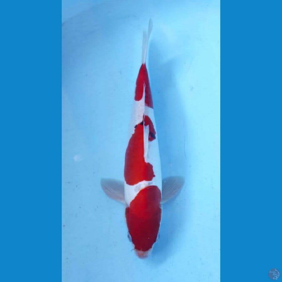 DOITSU 27CM