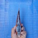 24 cm 