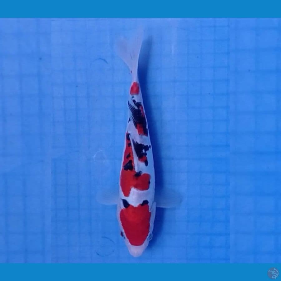 Doitsu 25 cm 